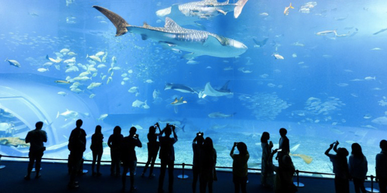 L’Aquarium de Lyon change de dimension : 1 400 m² en plus et une immersion qui va faire parler !