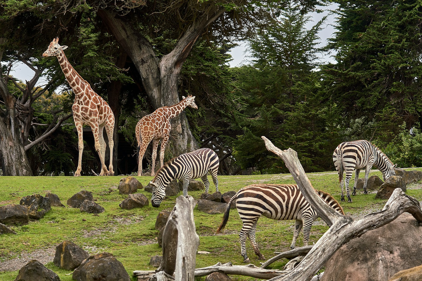 Le zoo de la Tête d’Or va-t-il vraiment fermer ? Cette promesse qui secoue Lyon